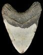 Bargain Megalodon Tooth - North Carolina #45504-2